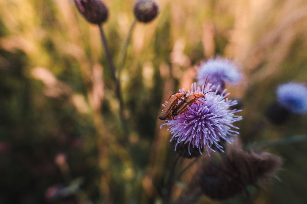 Любовь на цветке)
