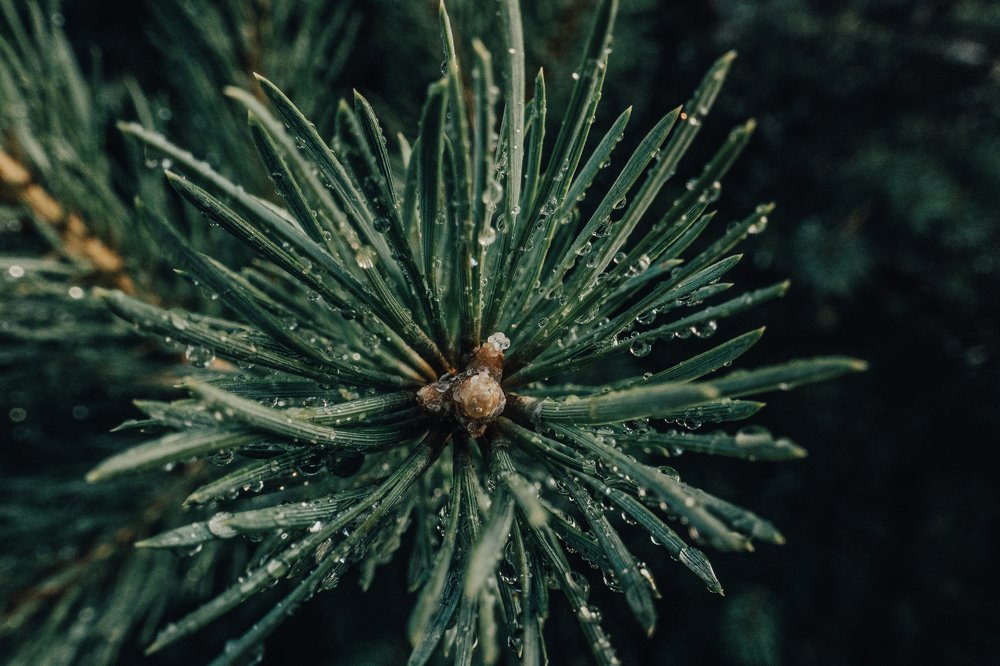 После дождя