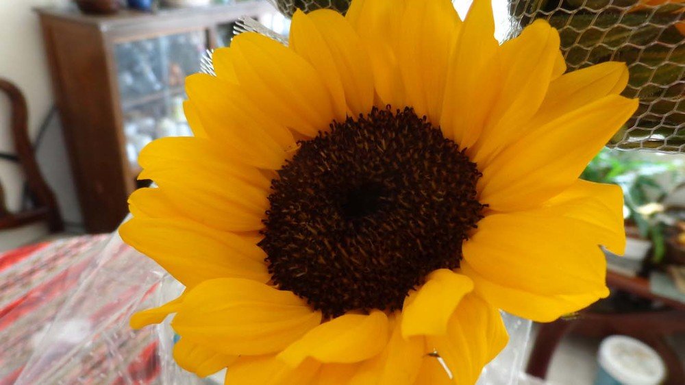 Photo #3584613