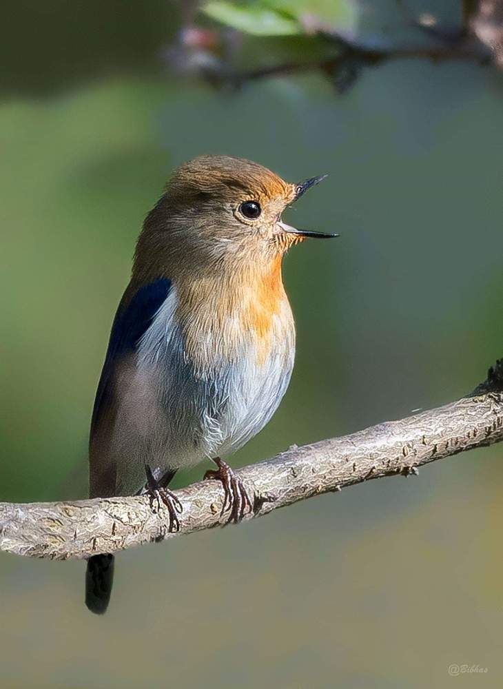 Photograph by SOUMI MITRA