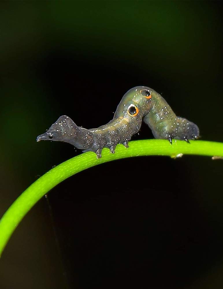 Photograph by SOUMI MITRA