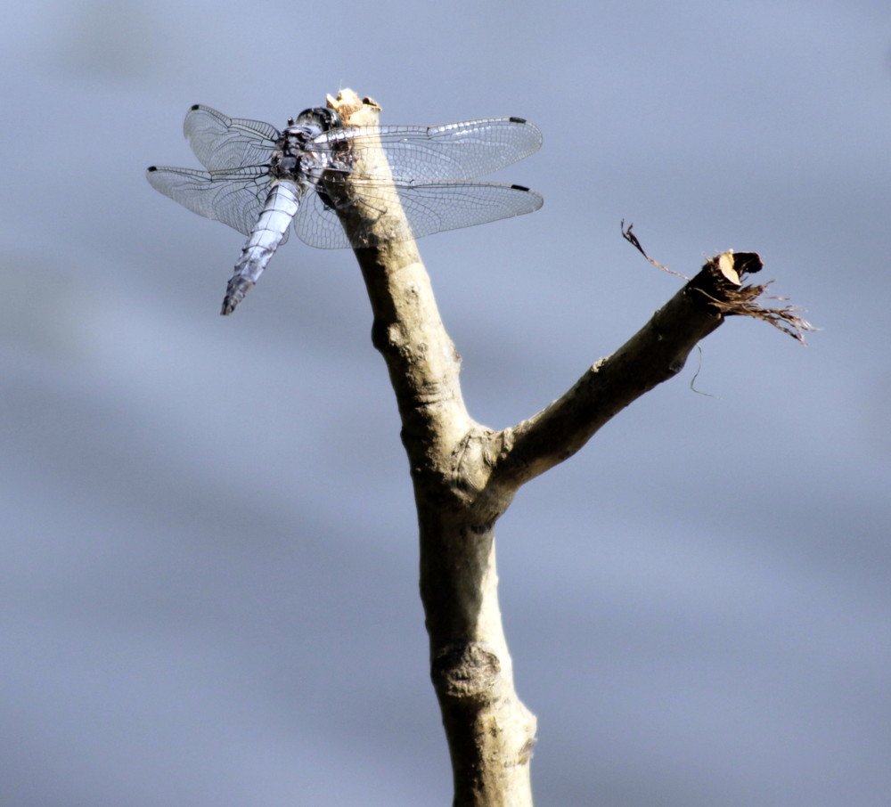 Photograph by Алексей Мехедов