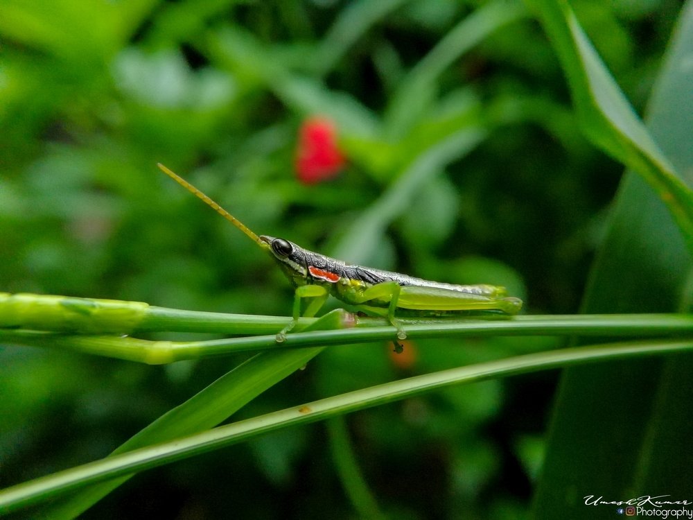 Photograph by Umesh Kumar PR