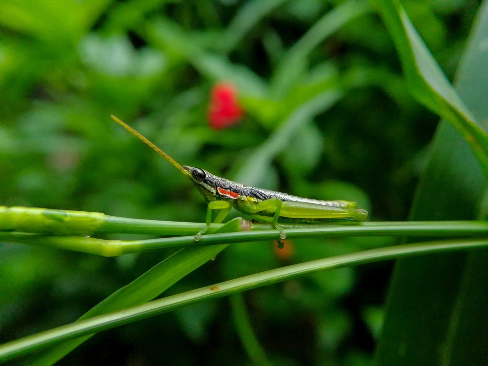 Photograph by Umesh Kumar PR