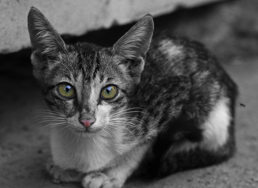 Photograph by venkatakrishnan vijayarahavan