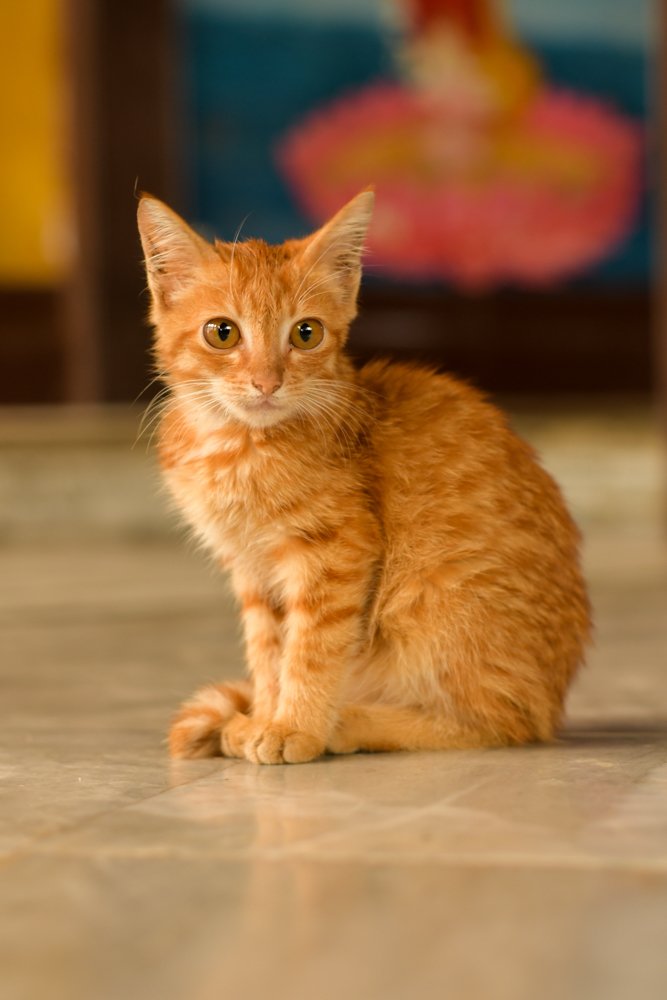 Photograph by Prem Bapurao Raut