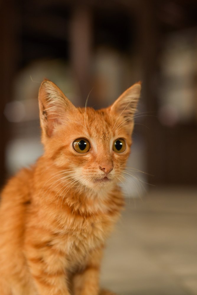 Photograph by Prem Bapurao Raut