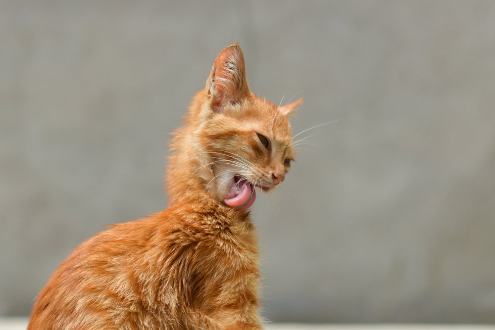 Photograph by Prem Bapurao Raut