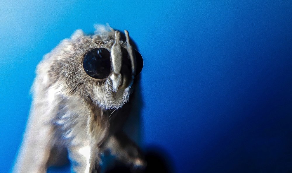 Photograph by Muhaiminul Islam Munaj Kazi