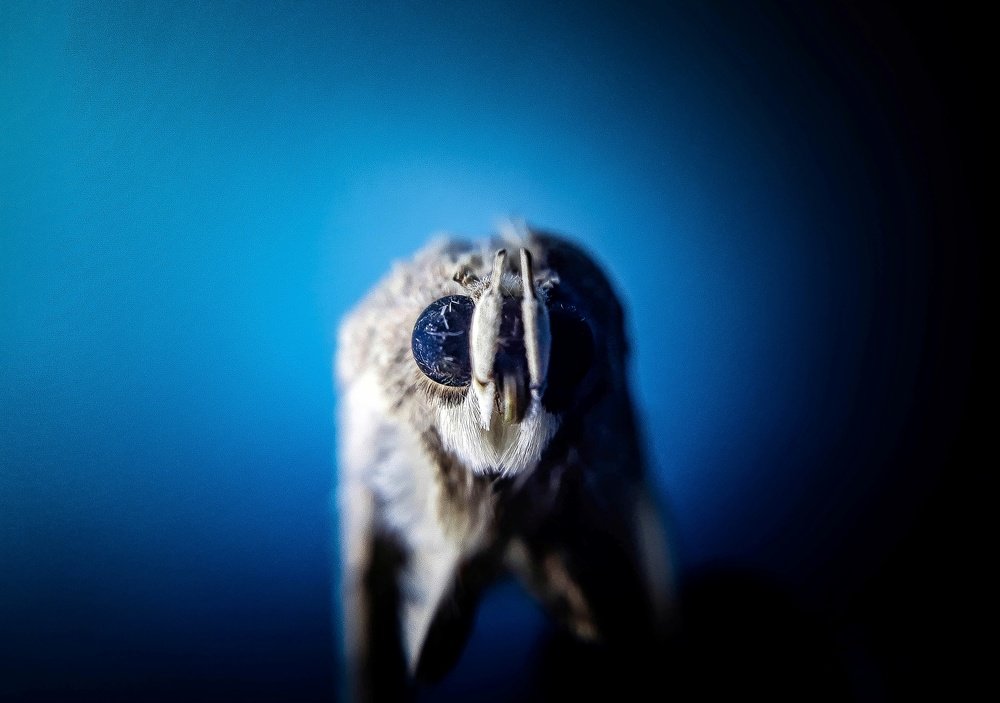 Photograph by Muhaiminul Islam Munaj Kazi