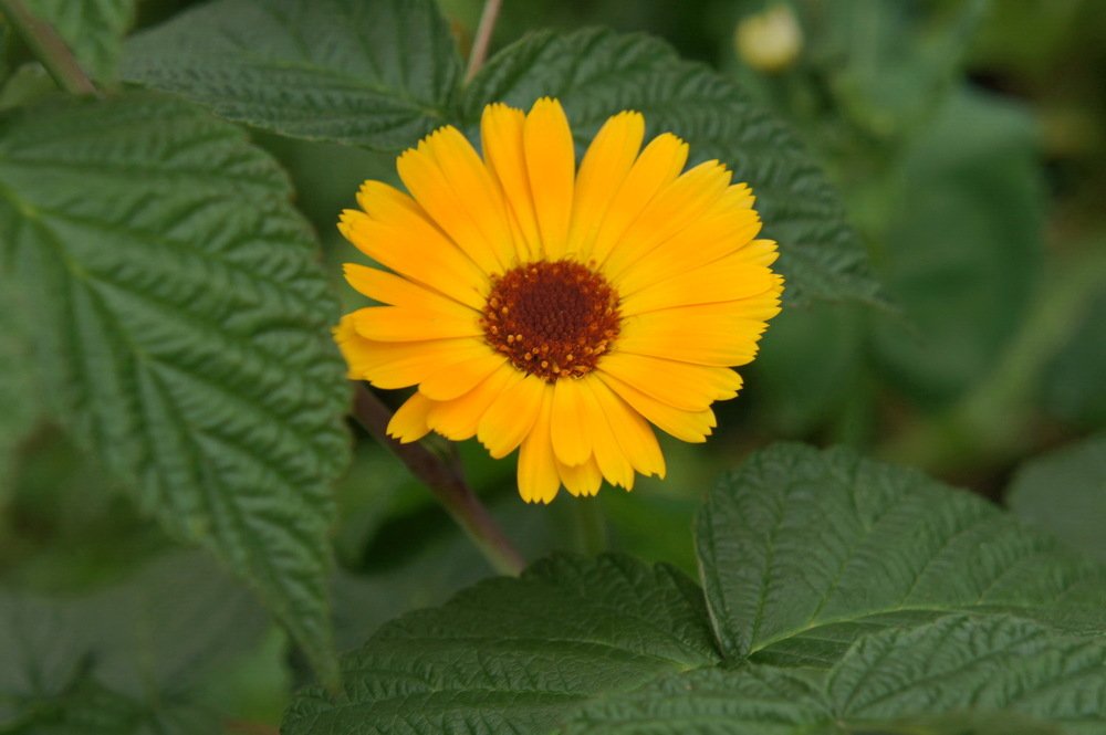 Photograph by сергей