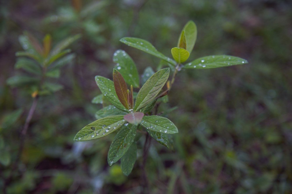 Photograph by shyam shrestha