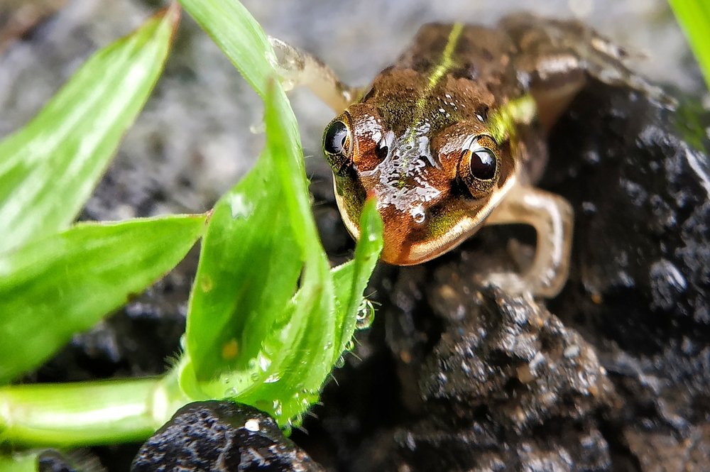Photograph by Subrata Parui