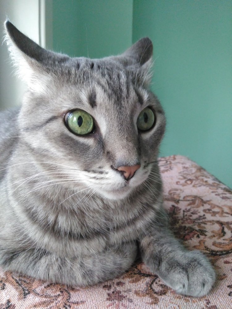 В гостях у кота Василия