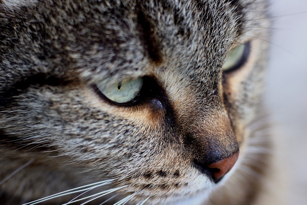 Photograph by ALBERT