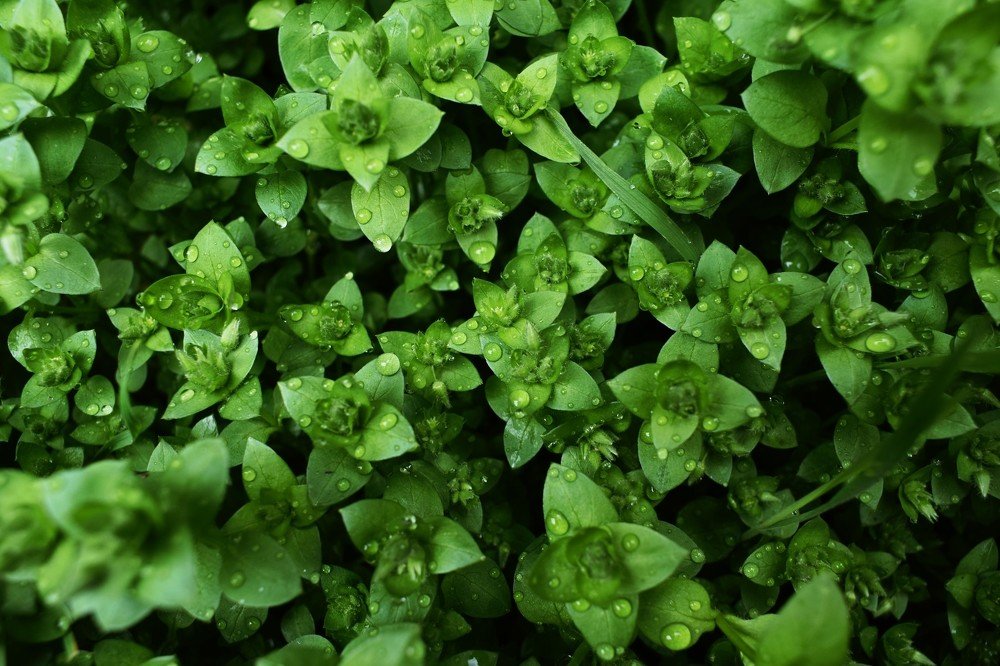 После дождя