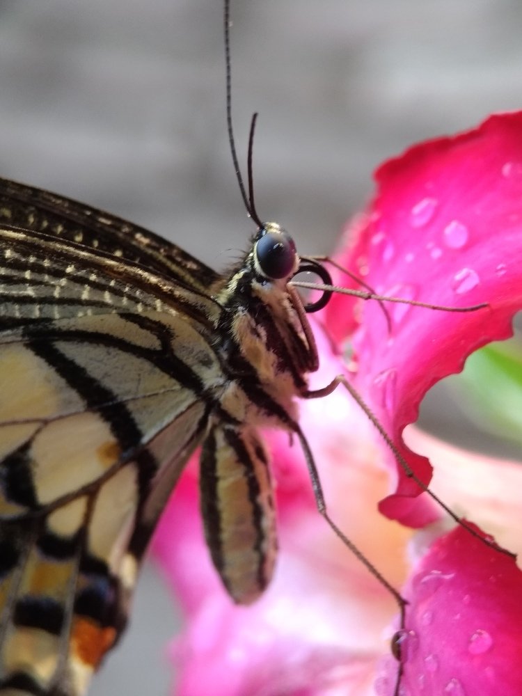 Photograph by  Honest