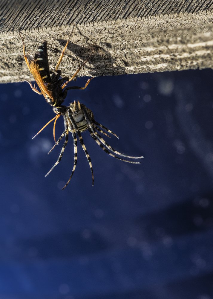 Война миров