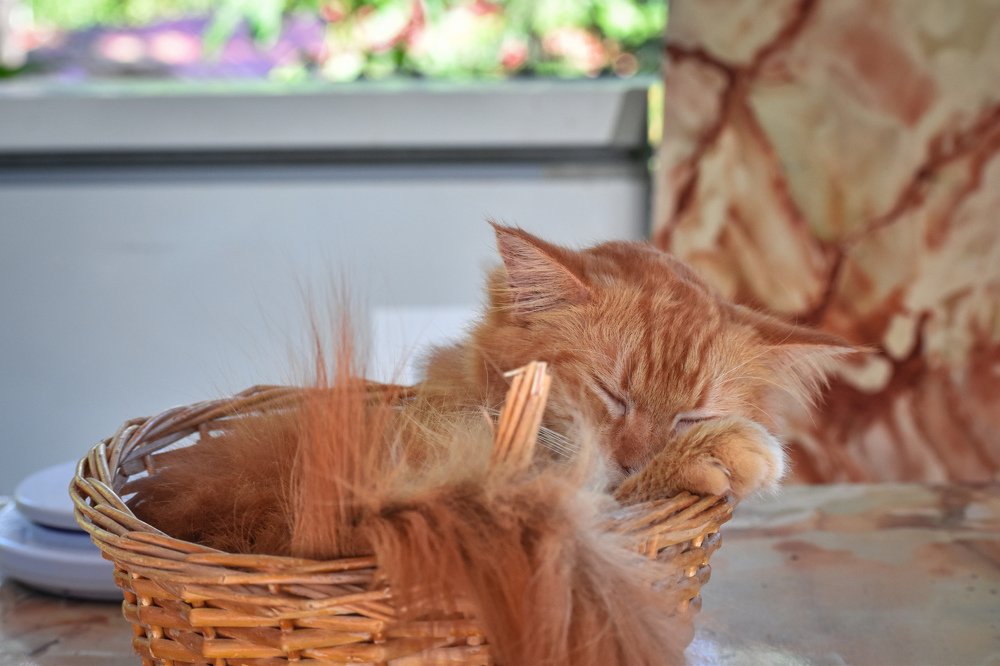 Photograph by Nicholas Ng