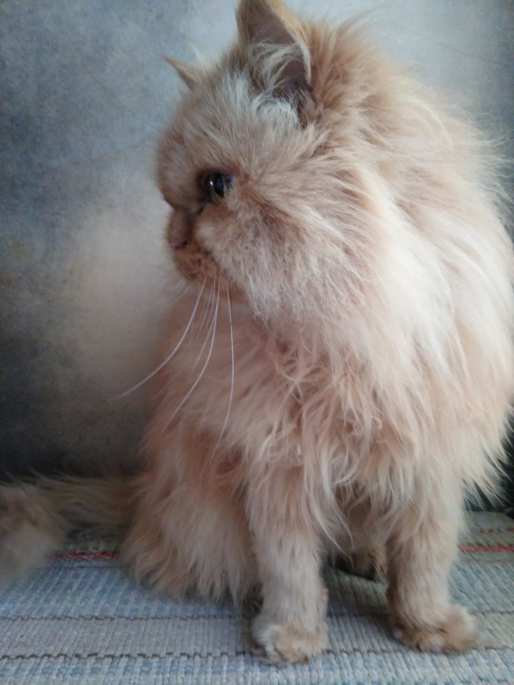 Курносый любимец