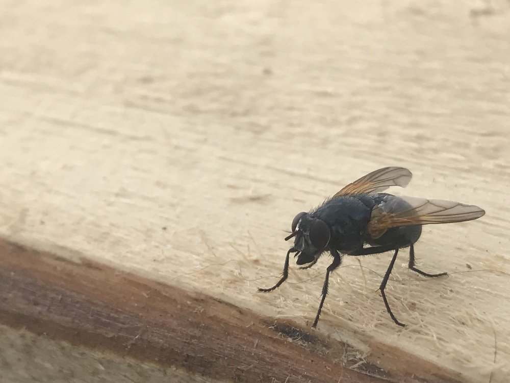 Photograph by Елена