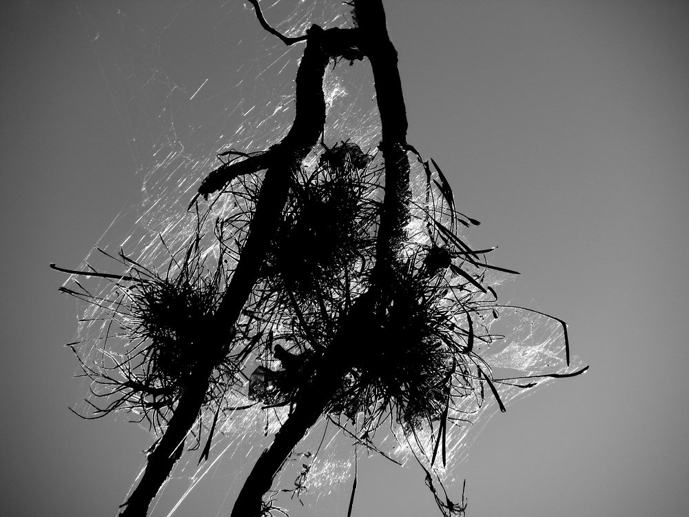 Photograph by Juan Carlos Sotillo