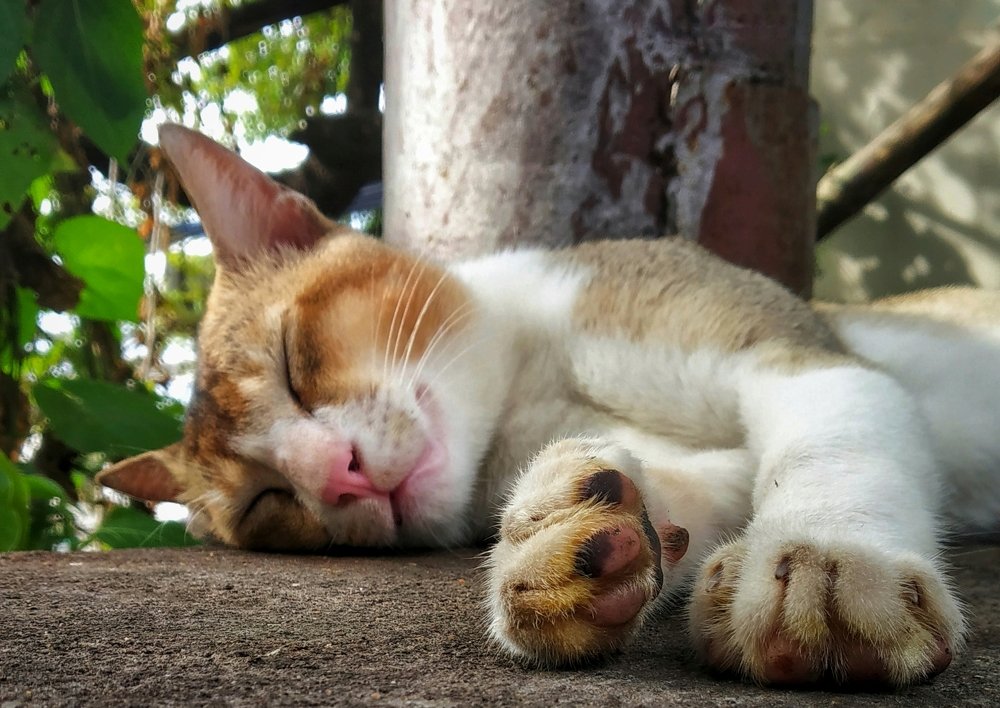 Photograph by Subrata Parui