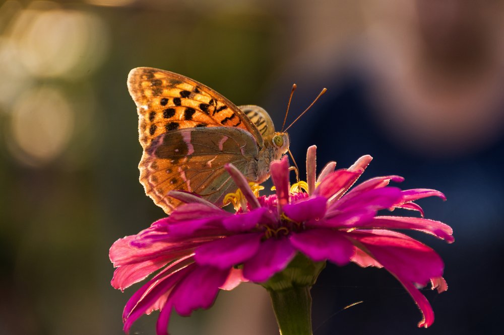 В лучах заката
