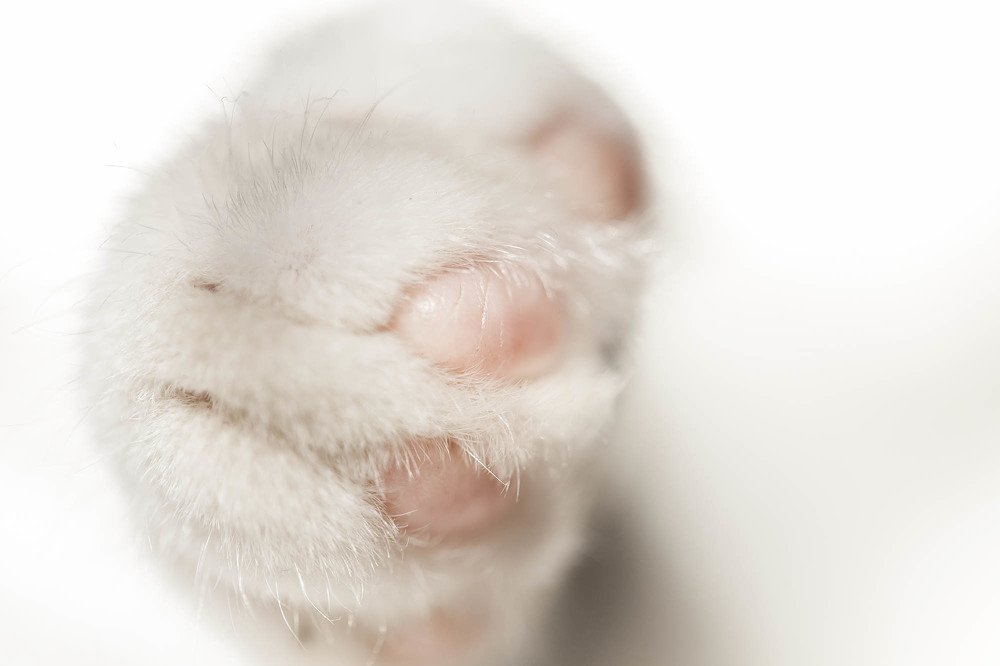 Photograph by Olena Leliuk