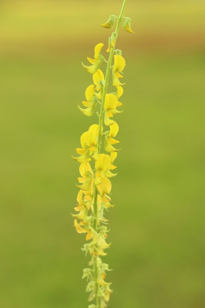 Photograph by Hasan Bijoy