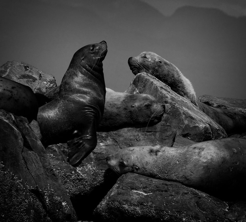 Sea lions family