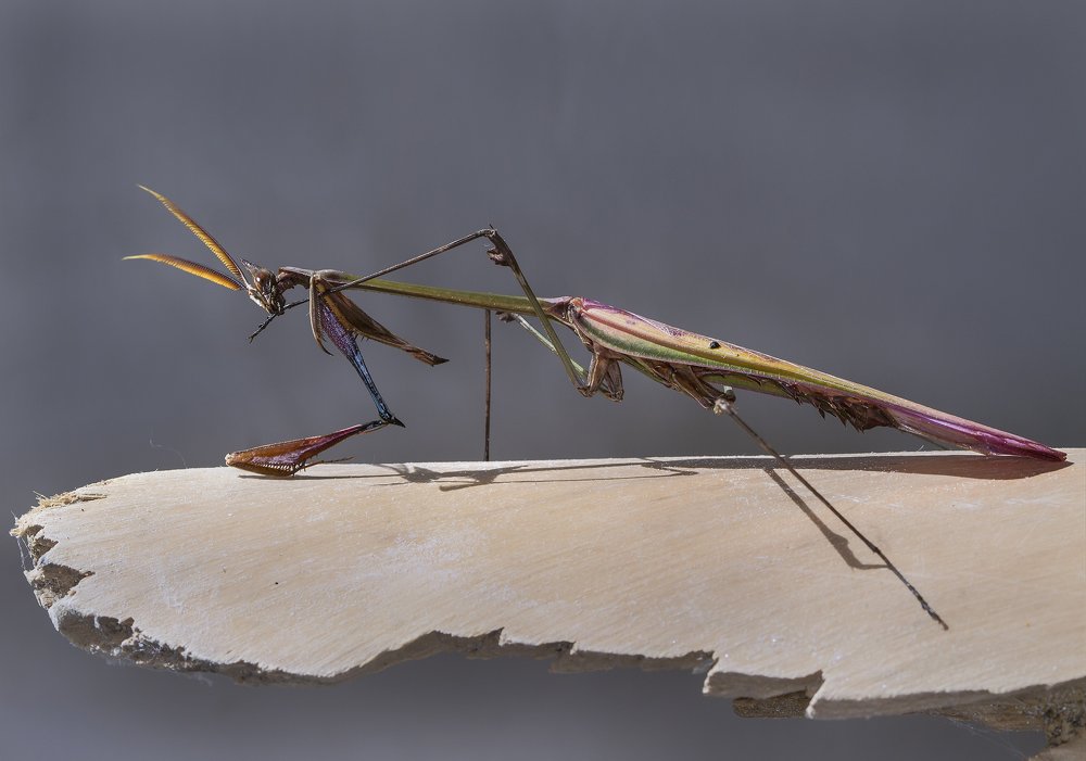 Conehead Mantis preening