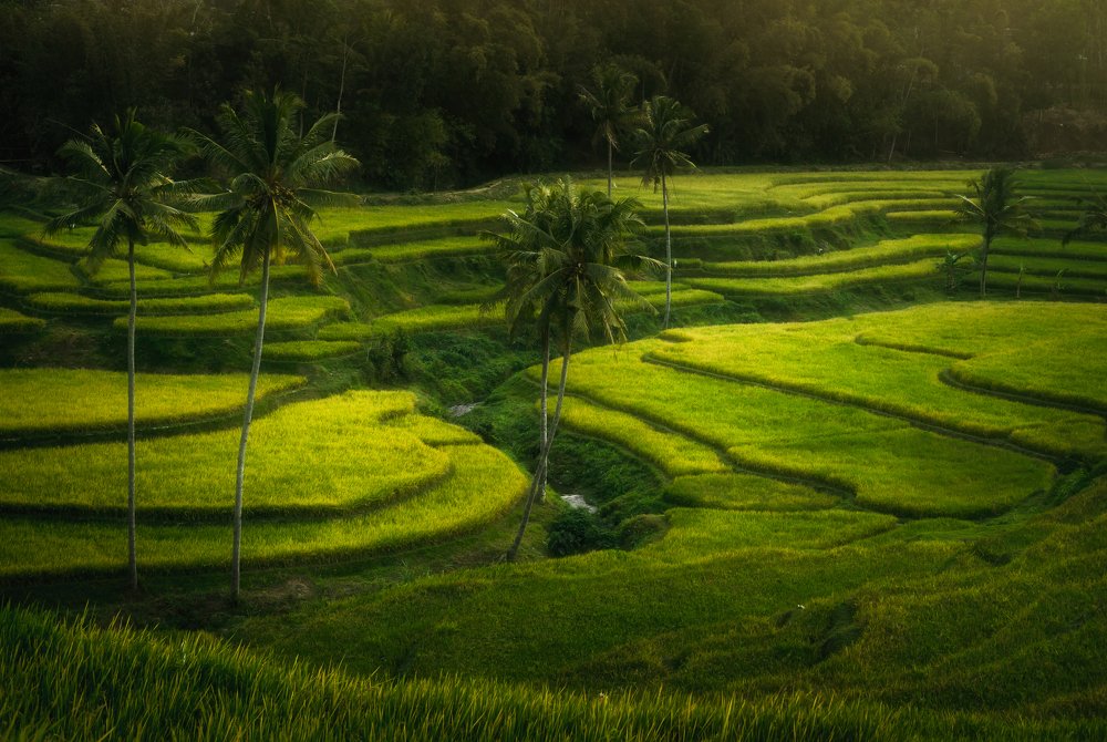 Indonesia Rice Field