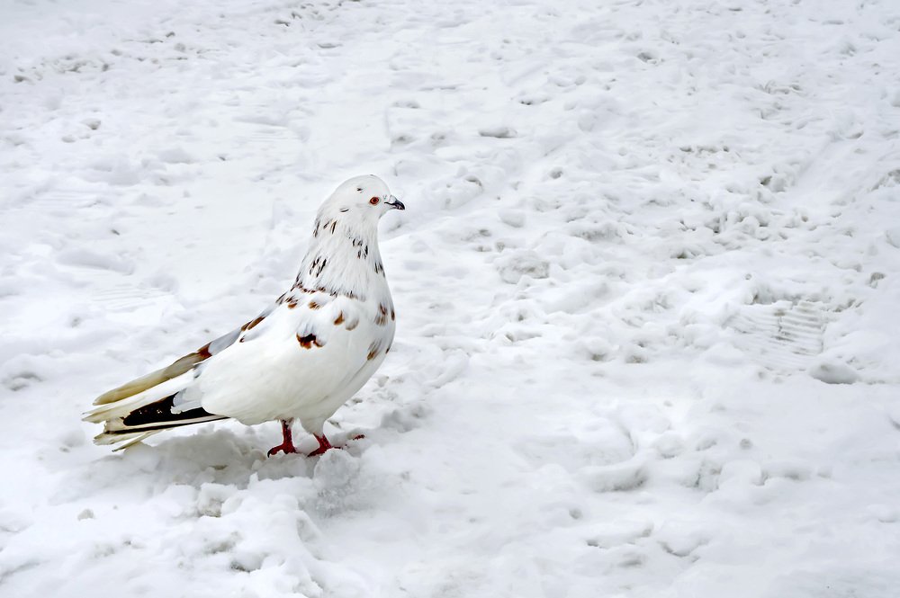 Photograph by Наталья Коньшина