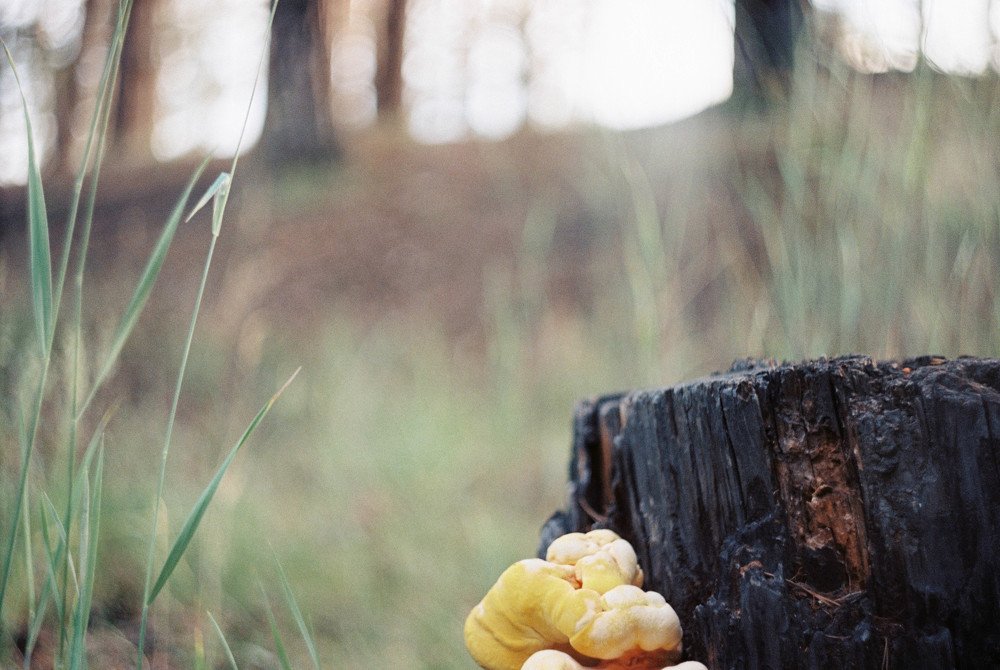 Photograph by Александра Санжиева