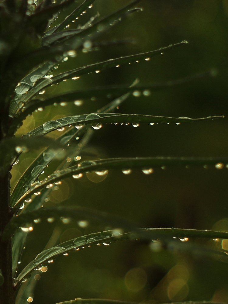 Photograph by Светлана Богомолова