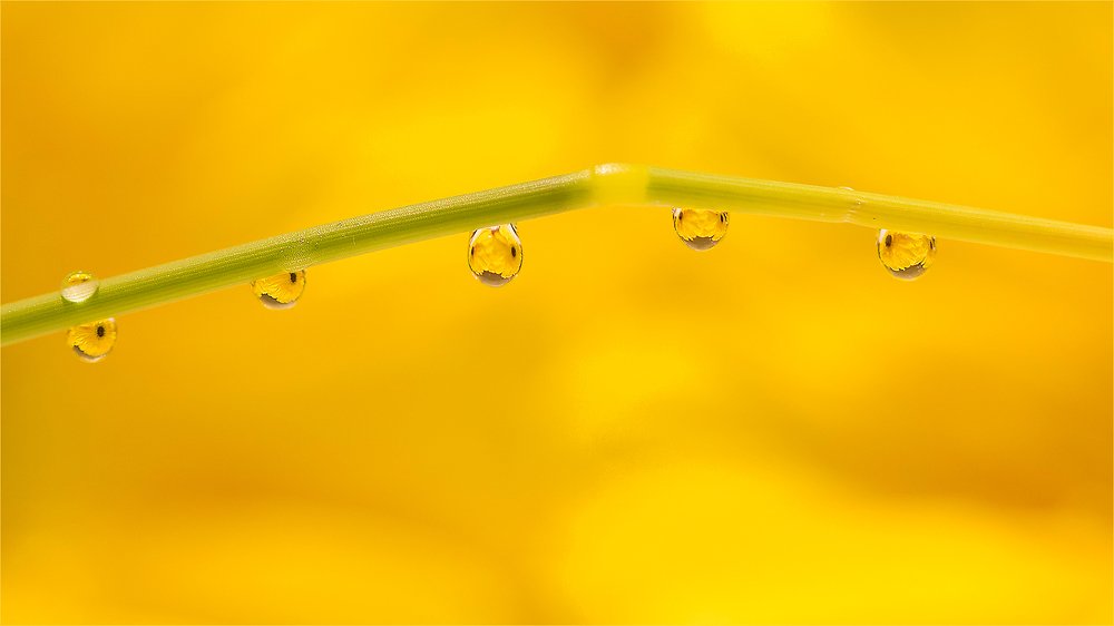 Photograph by Carol Phillips