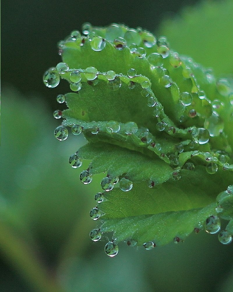 Капли росы.