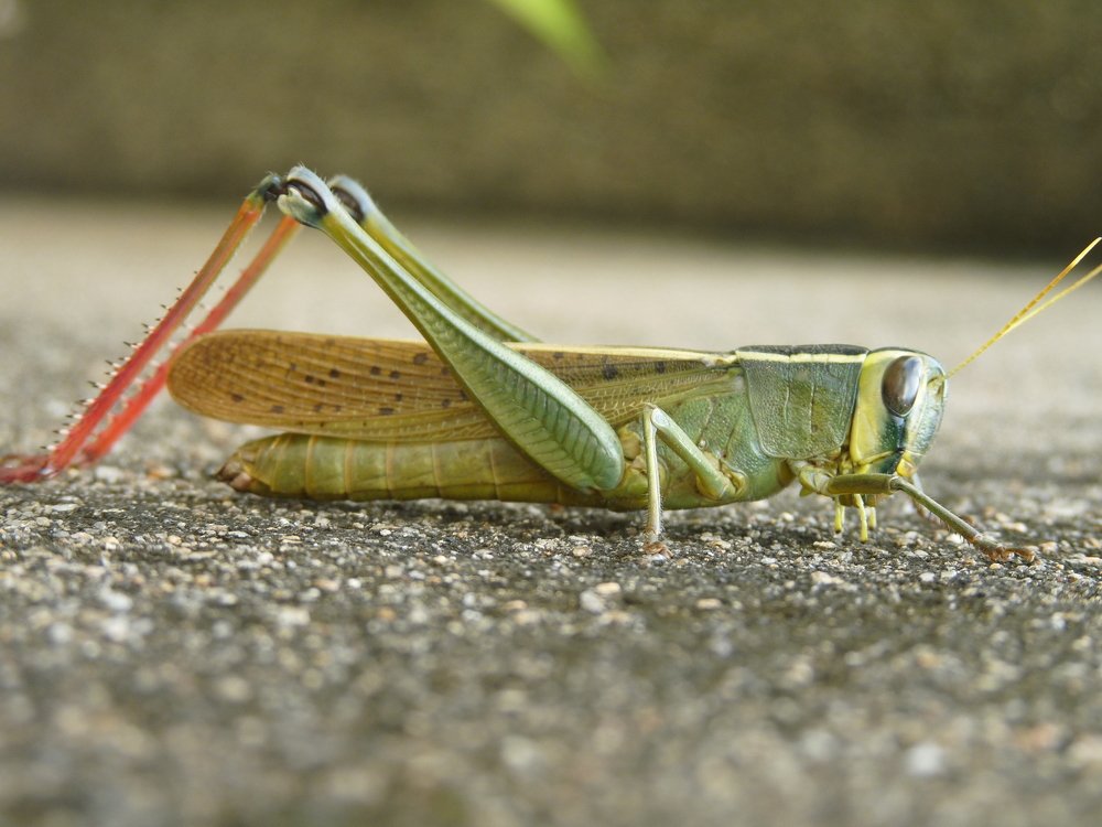 Macro : Giant Green Locust