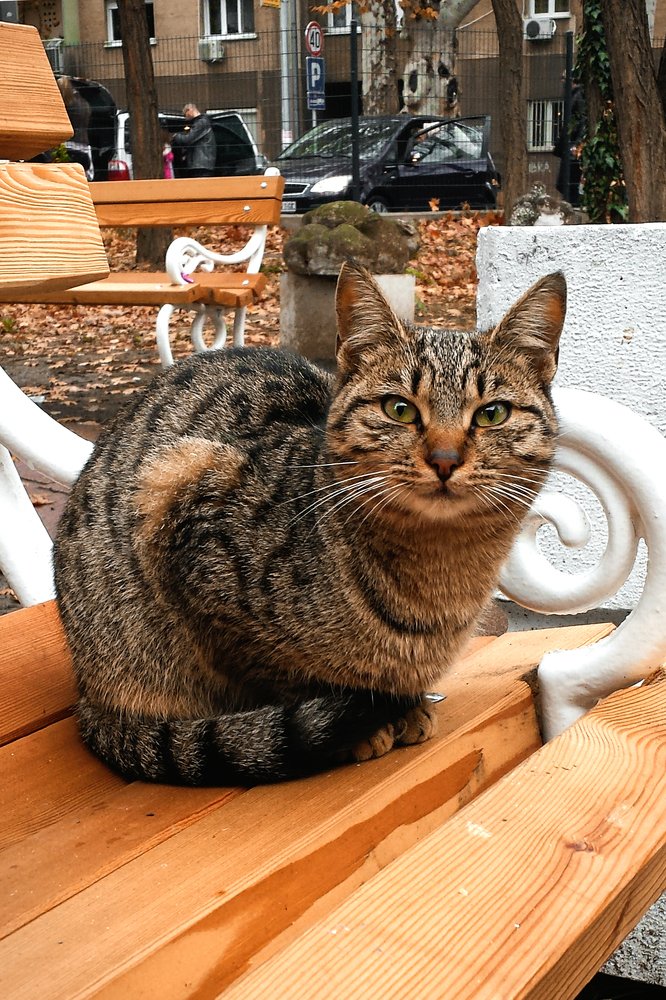 На клупи у парку