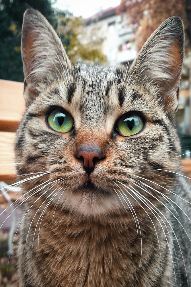 Поглед у даљину