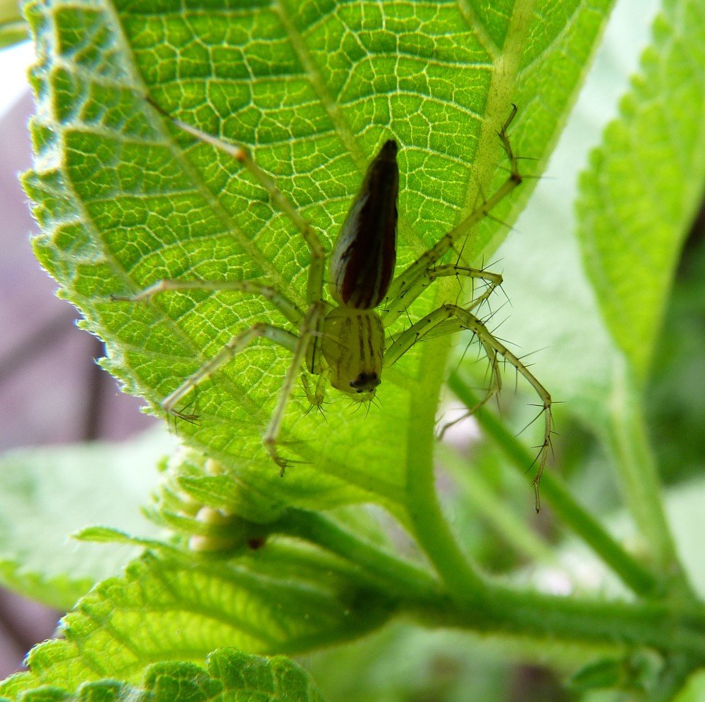 Predator with spikes