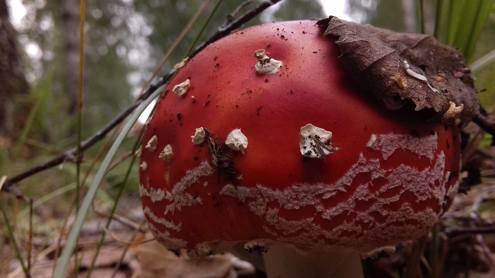 Photograph by Наиля Ахтямова