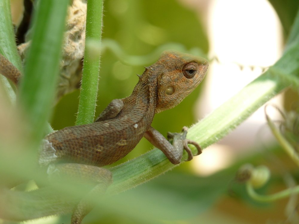 Фотография автора Kalyan Bhowmick