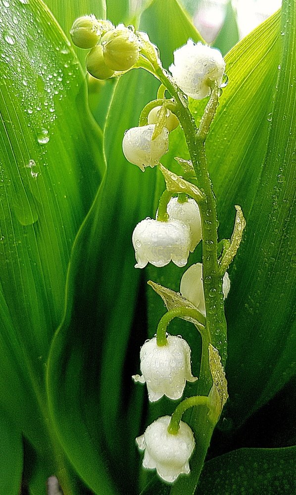 Photograph by Mojca Rebol