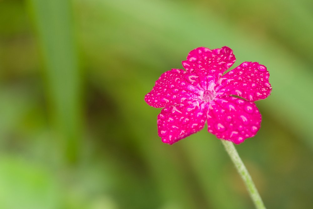 Photograph by Лена Латова