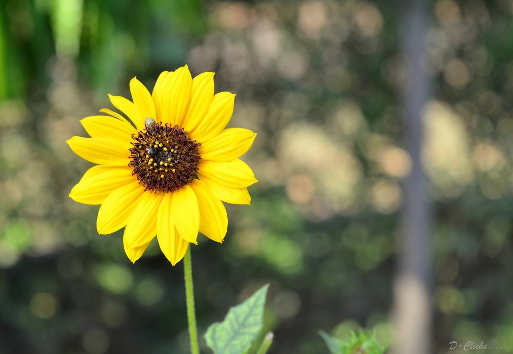 Photograph by Debarshi B