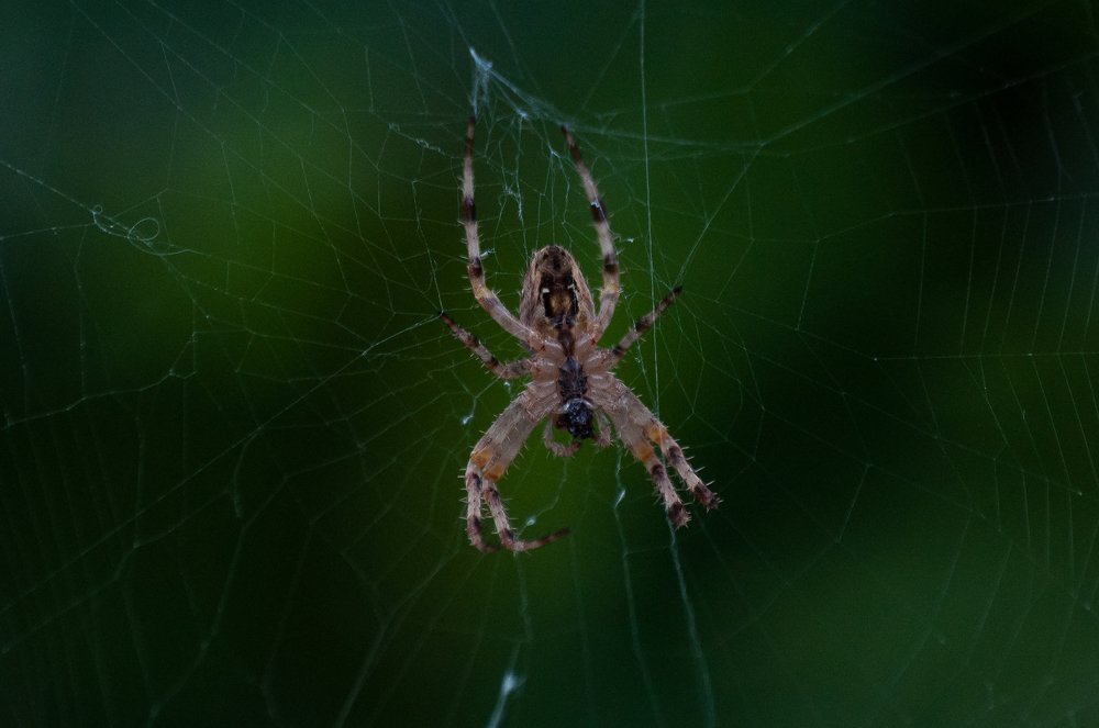 Photograph by Алина Гриб