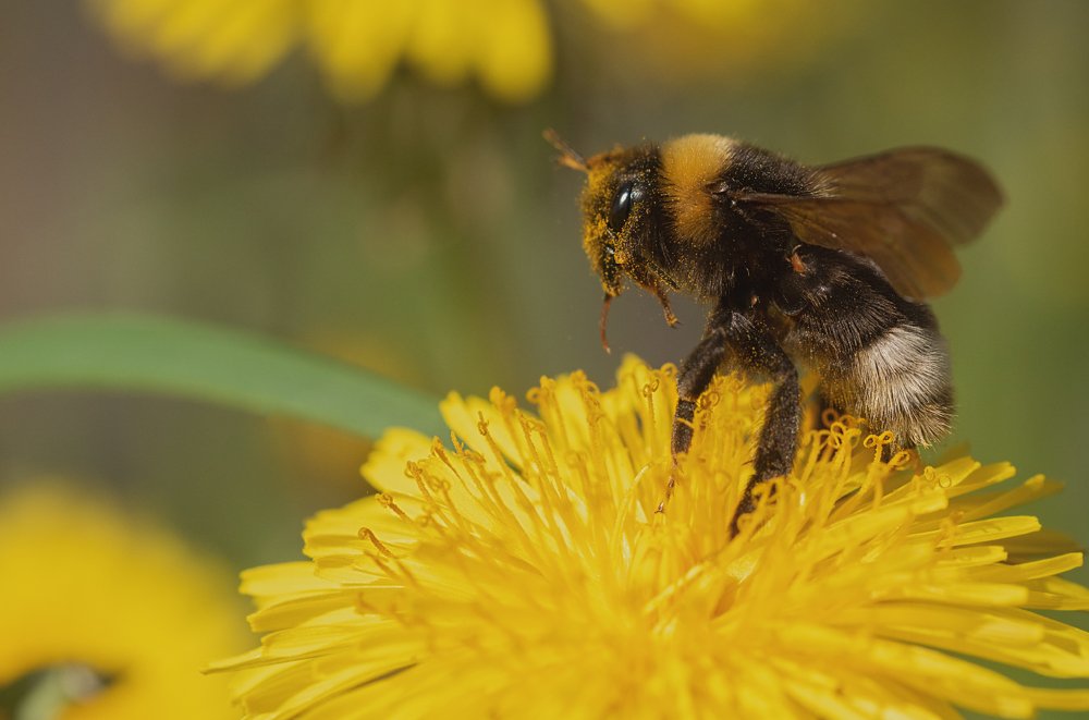 Photograph by Игорь Подобаев