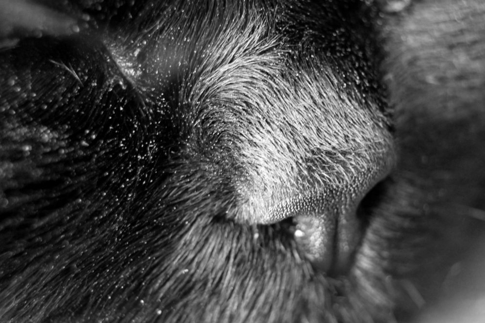 Photograph by Сергей Подлевский